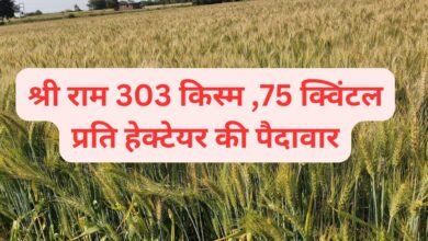 Shriram 303 wheat variety details in hindi